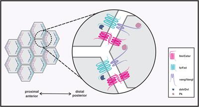 Vangl as a Master Scaffold for Wnt/Planar Cell Polarity Signaling in Development and Disease